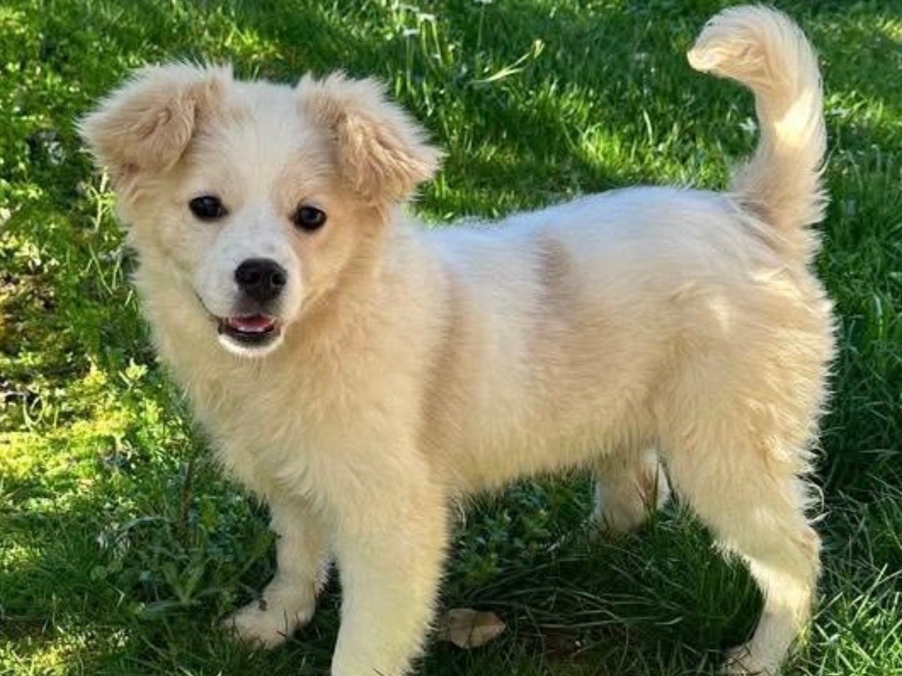 Adozione cane, maschio, Spitz Cavalier King Charles Spaniel, 5 mesi, taglia piccola, Salerno