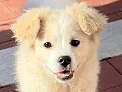 Adotta un cane, maschio, 5 mesi, Salerno