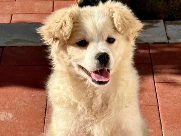 Adotta un cane, taglia piccola, maschio, Salerno