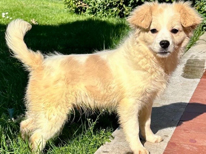 Vuoi adottare un cane a Salerno?