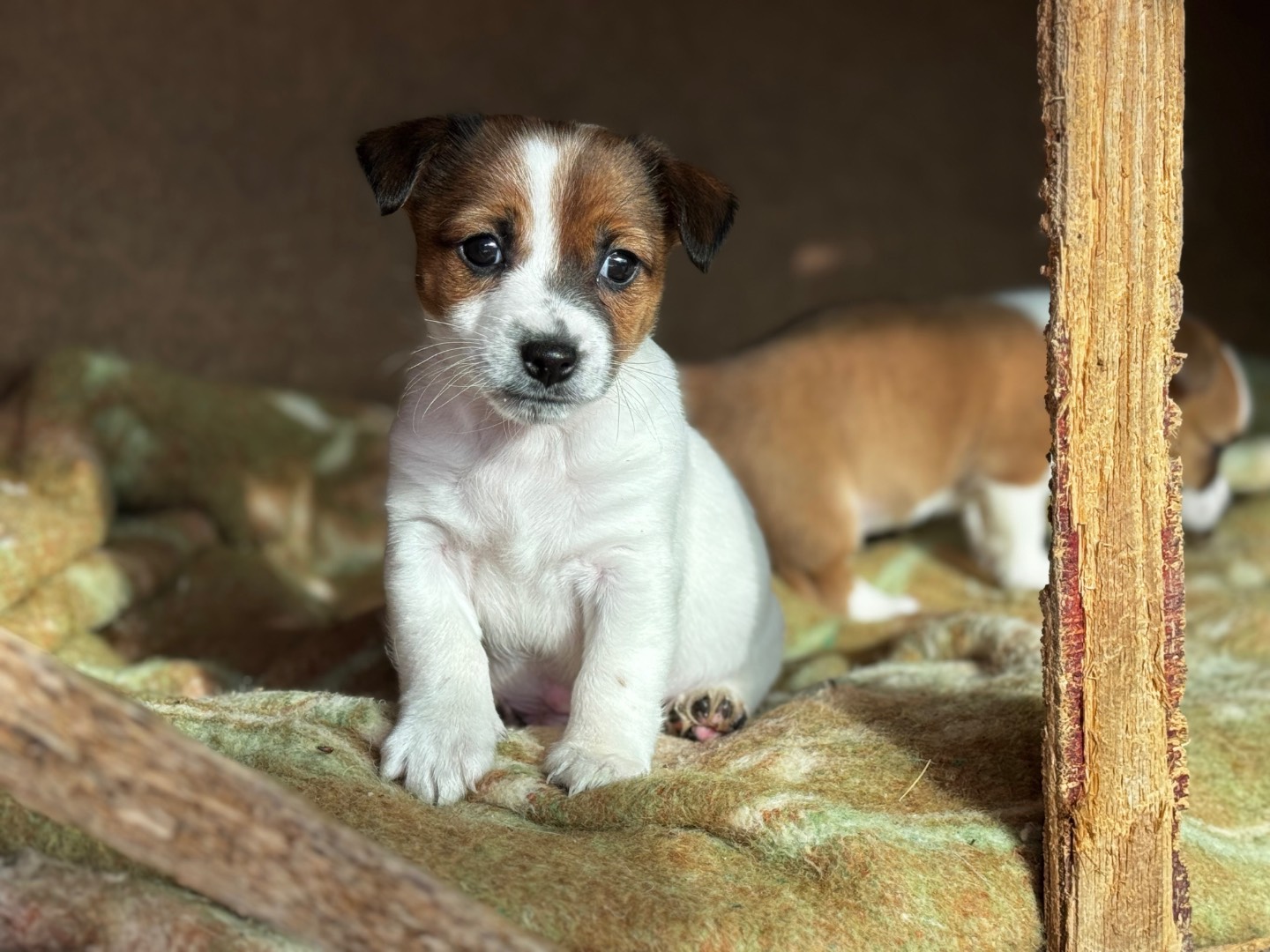 Adozione cane, maschio, Razza sconosciuta Yorkshire Terrier, 2 mesi, taglia piccola, Salerno