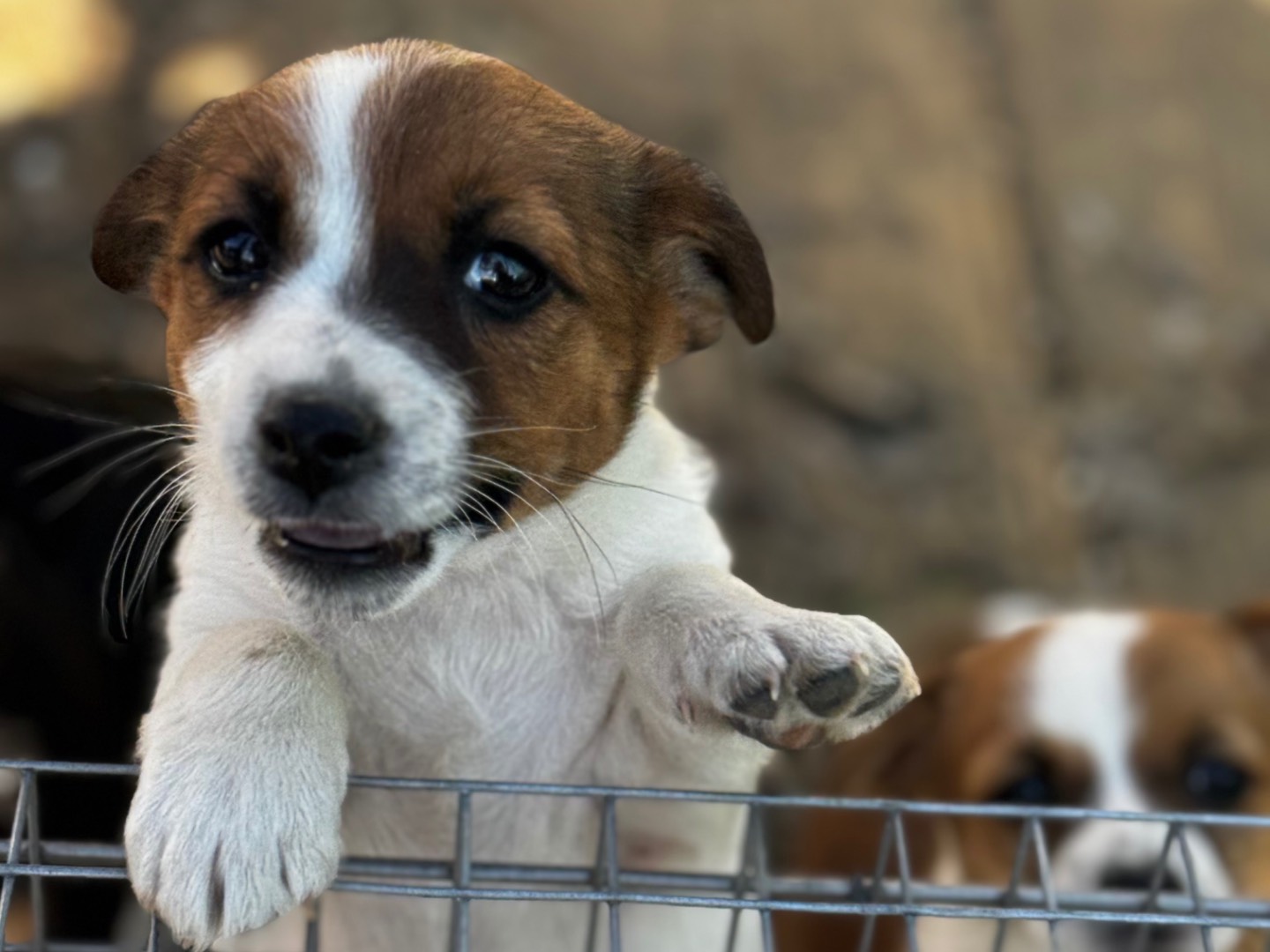 Adotta un cane, maschio, 2 mesi, Salerno