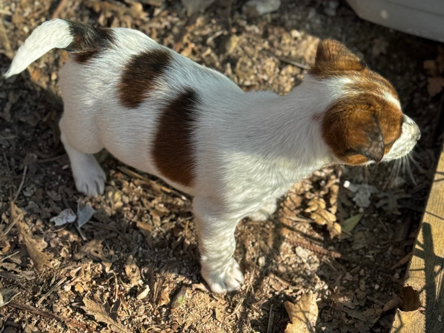 Vuoi adottare un cane a Salerno?