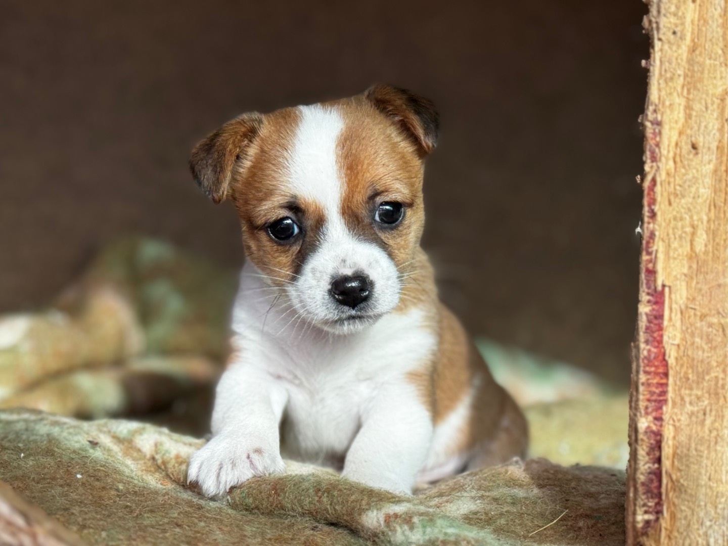 Adozione cane, maschio, Razza sconosciuta Yorkshire Terrier, 2 mesi, taglia piccola, Salerno
