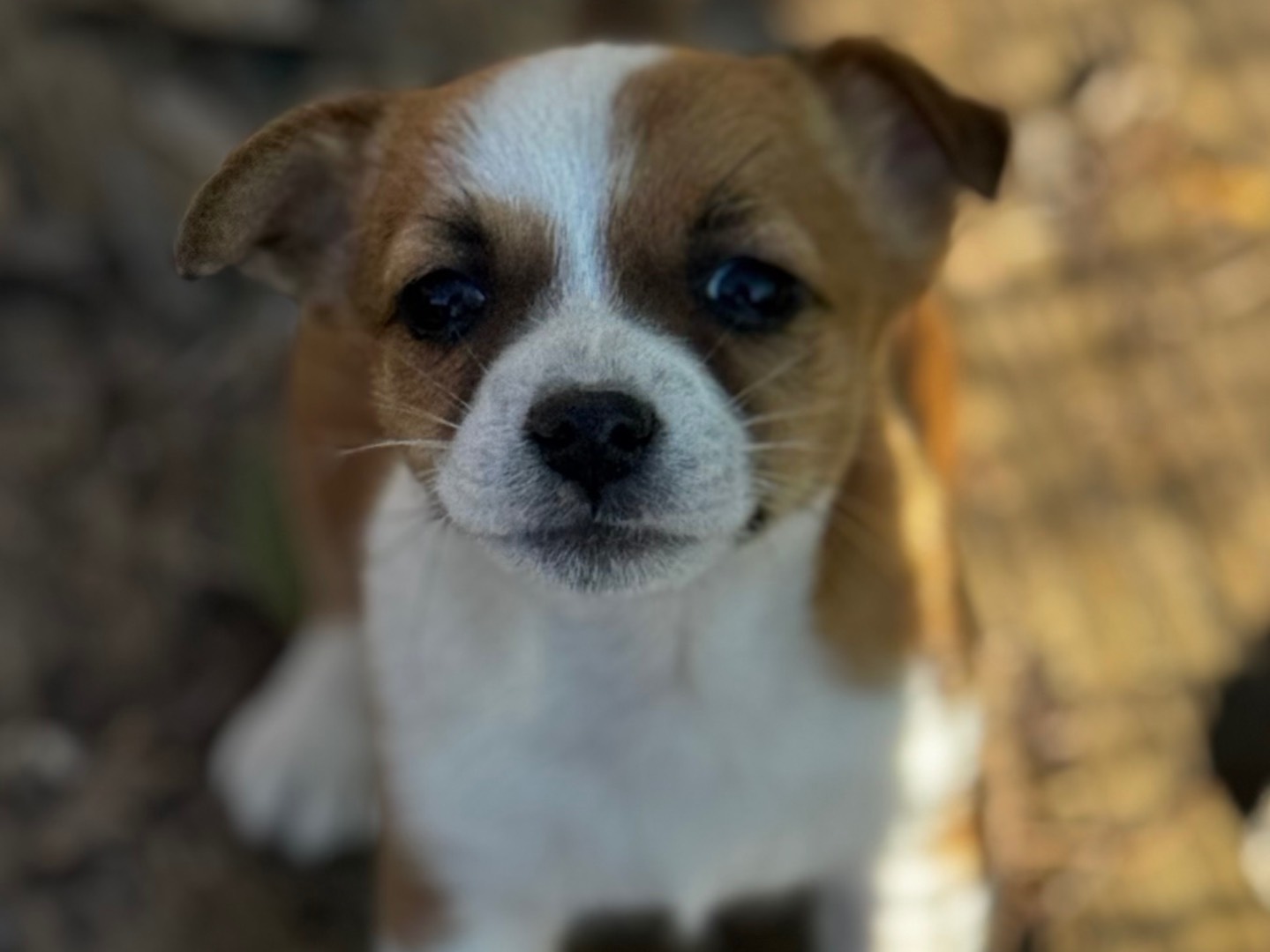 Adotta un cane, maschio, 2 mesi, Salerno