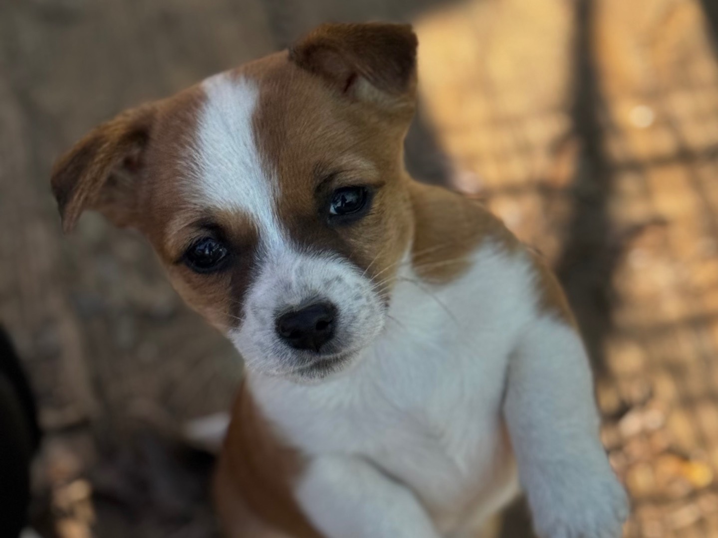 Adotta un cane, taglia piccola, maschio, Salerno