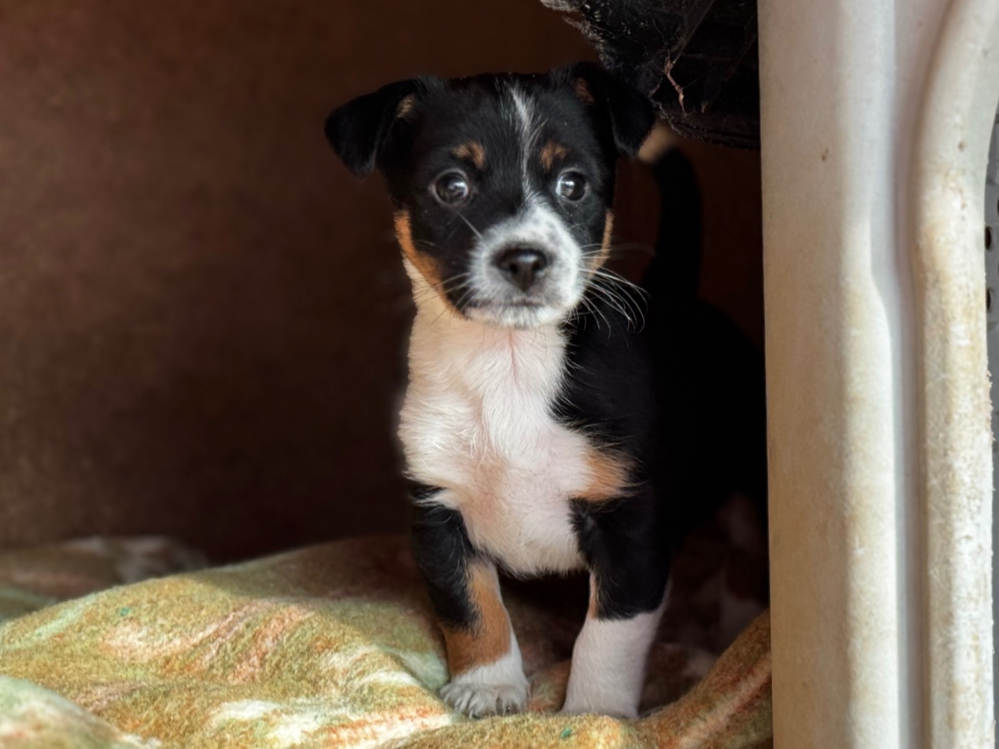 Adozione cane, maschio, Razza sconosciuta Razza sconosciuta, 2 mesi, taglia piccola, Salerno