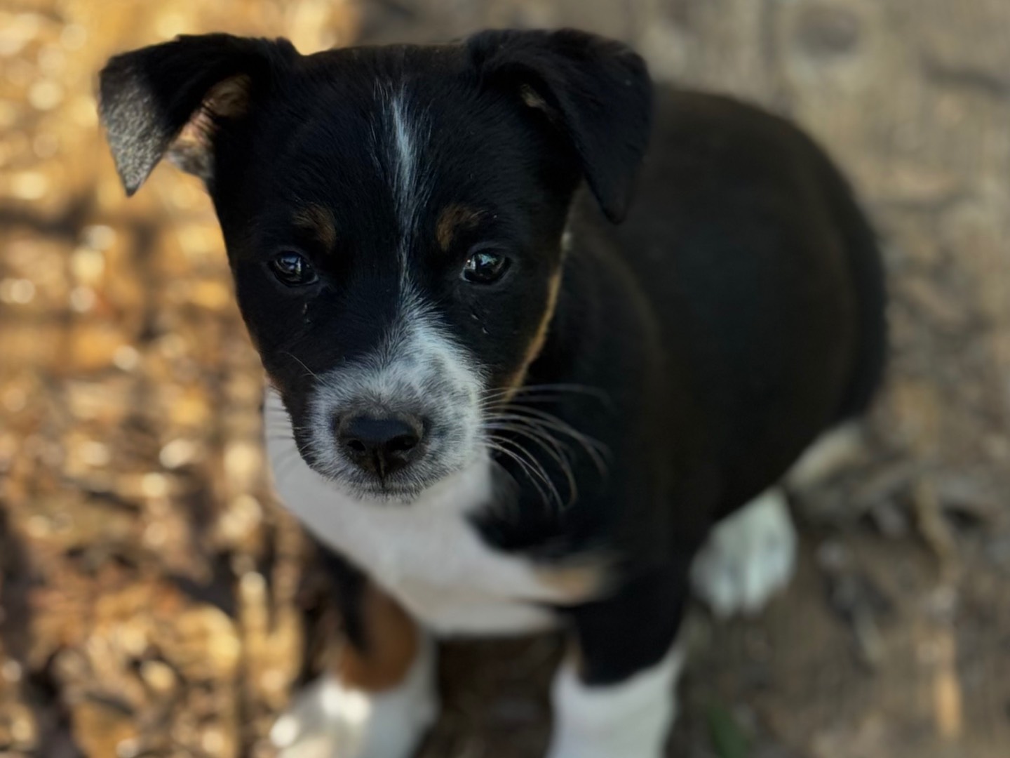 Adotta un cane, maschio, 2 mesi, Salerno