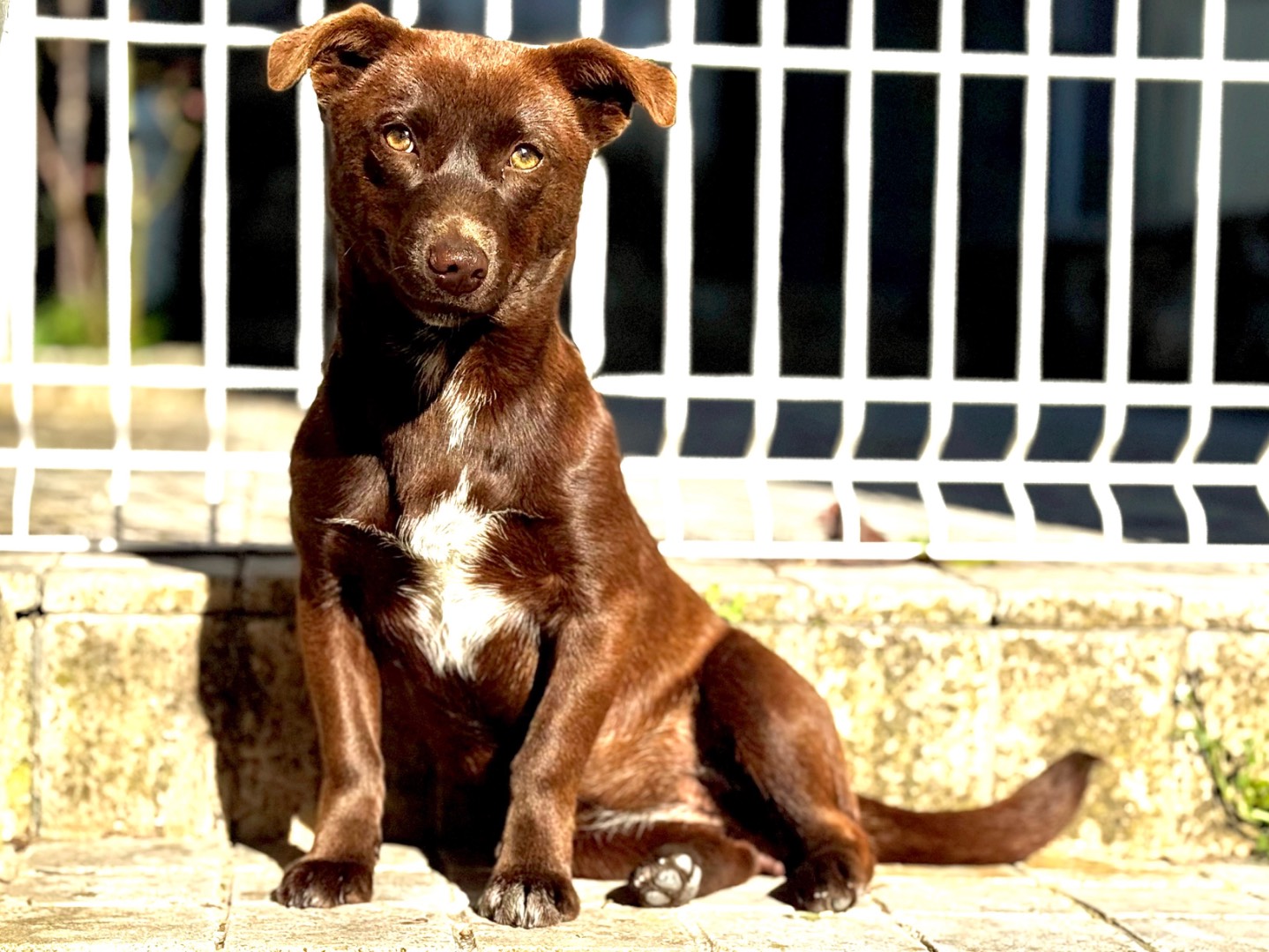 Adozione cane, femmina, Razza sconosciuta Razza sconosciuta, 10 mesi, taglia piccola, Salerno
