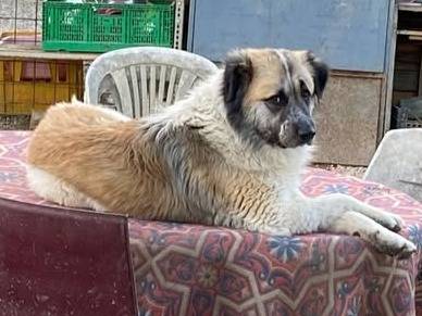 Adotta un cane, taglia grande, maschio, Chieti