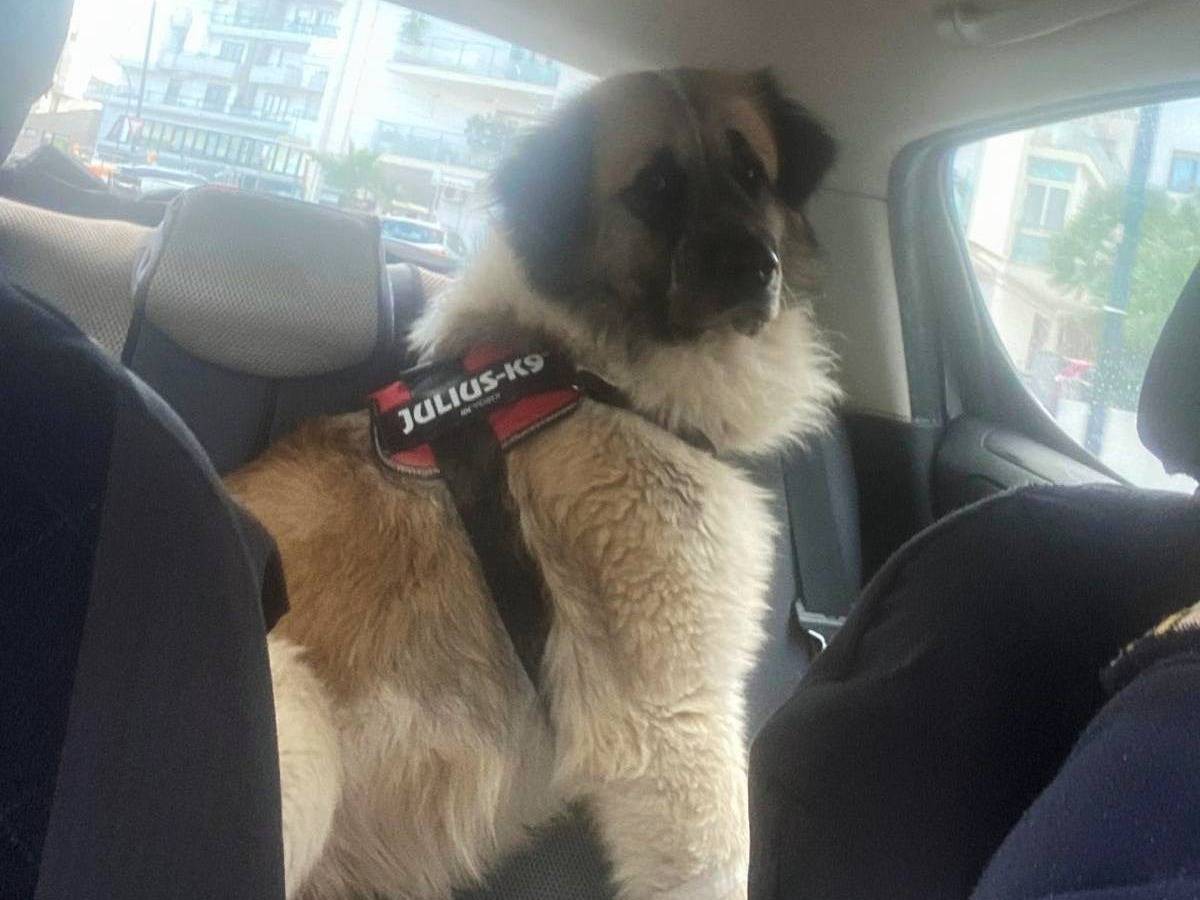 Vuoi adottare un cane a Chieti?