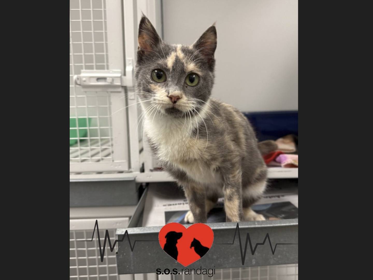 Adozione gatto, femmina, Razza sconosciuta Razza sconosciuta, 5 mesi, taglia non valida, Milano