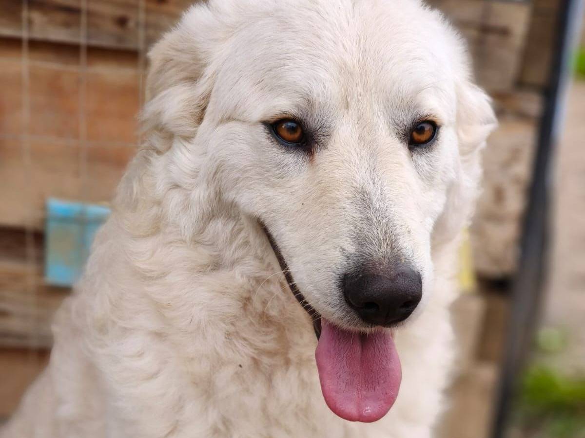 Adozione cane, femmina, Pastore maremmano Razza sconosciuta, 2 anni, taglia media, Chieti