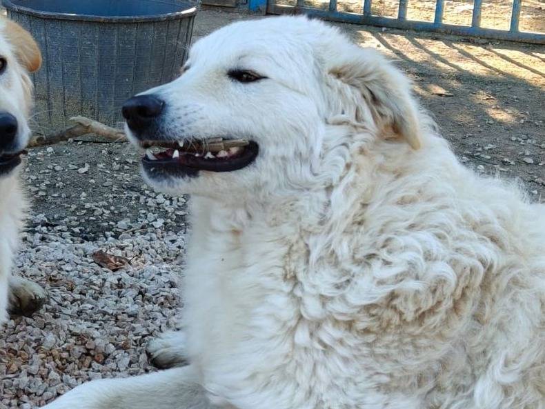 Adotta un cane, femmina, 2 anni, Chieti