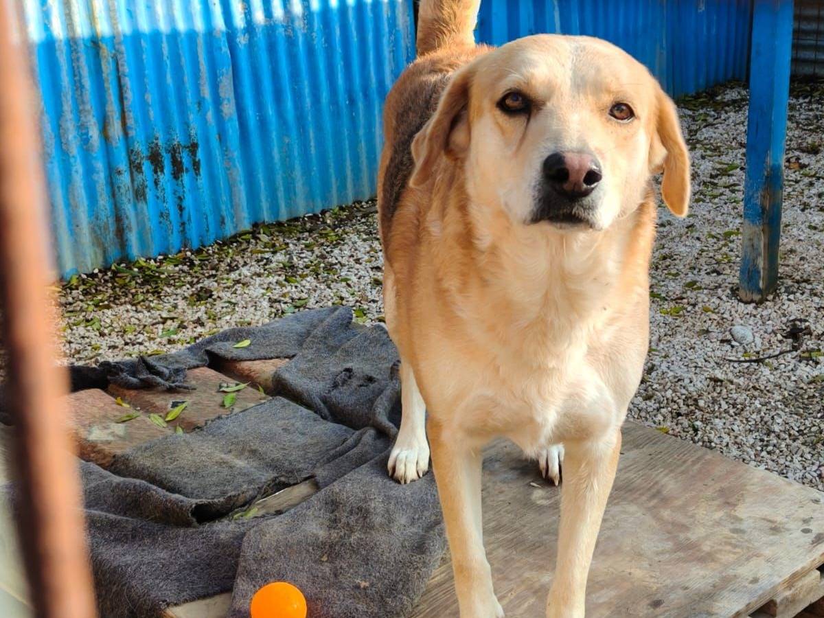 Adozione cane, femmina, Razza sconosciuta Razza sconosciuta, 4 anni e 8 mesi, taglia media, Chieti