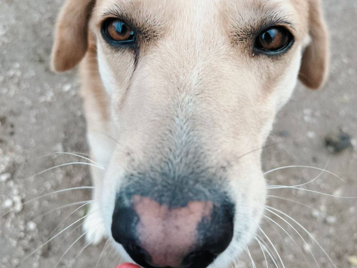 Adotta un cane, femmina, 4 anni e 8 mesi, Chieti