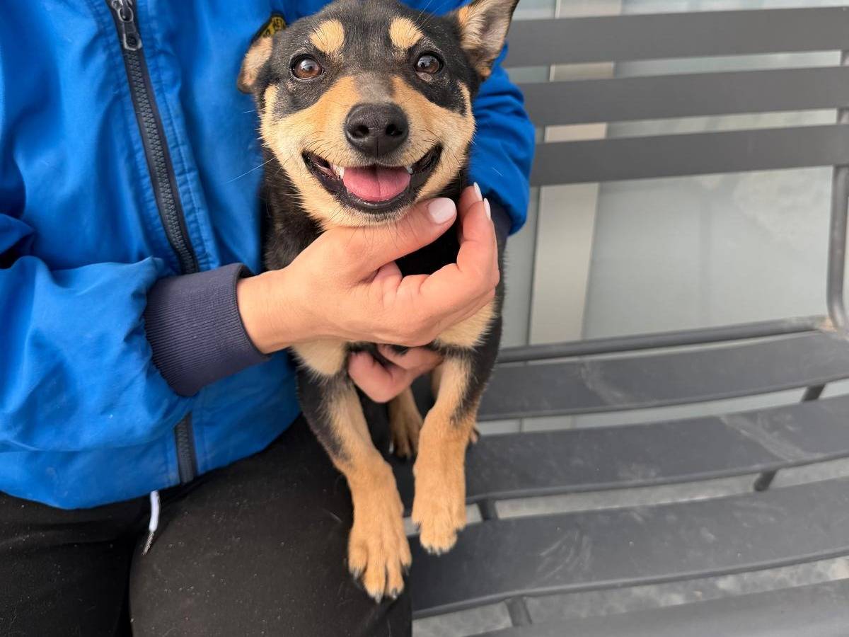 Adozione cane, maschio, Pinscher Razza sconosciuta, 1 anno, taglia piccola, Napoli