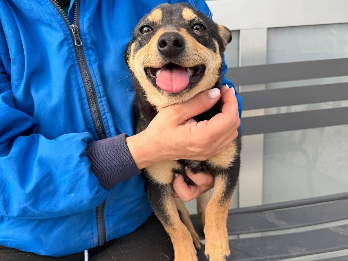 Adotta un cane, maschio, 1 anno, Napoli