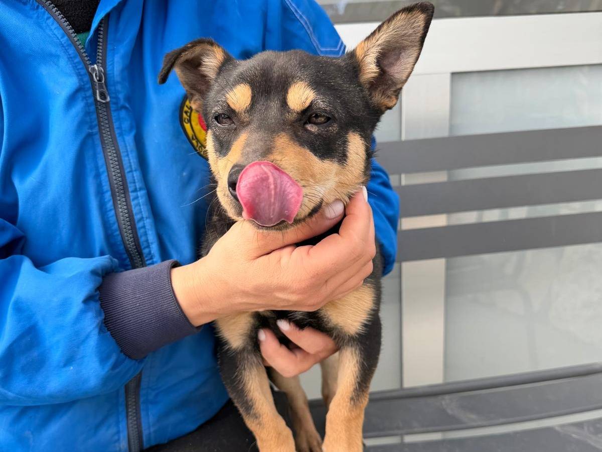 Adotta un cane, taglia piccola, maschio, Napoli