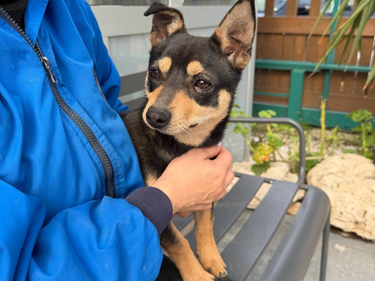 Vuoi adottare un cane a Napoli?