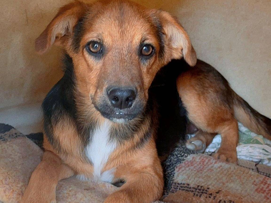 Adozione cane, femmina, Razza sconosciuta Razza sconosciuta, 11 mesi, taglia media contenuta, Chieti