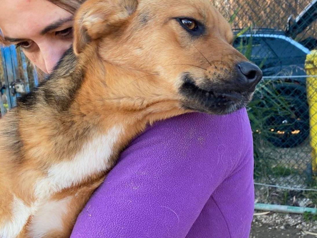 Adotta un cane, femmina, 11 mesi, Chieti
