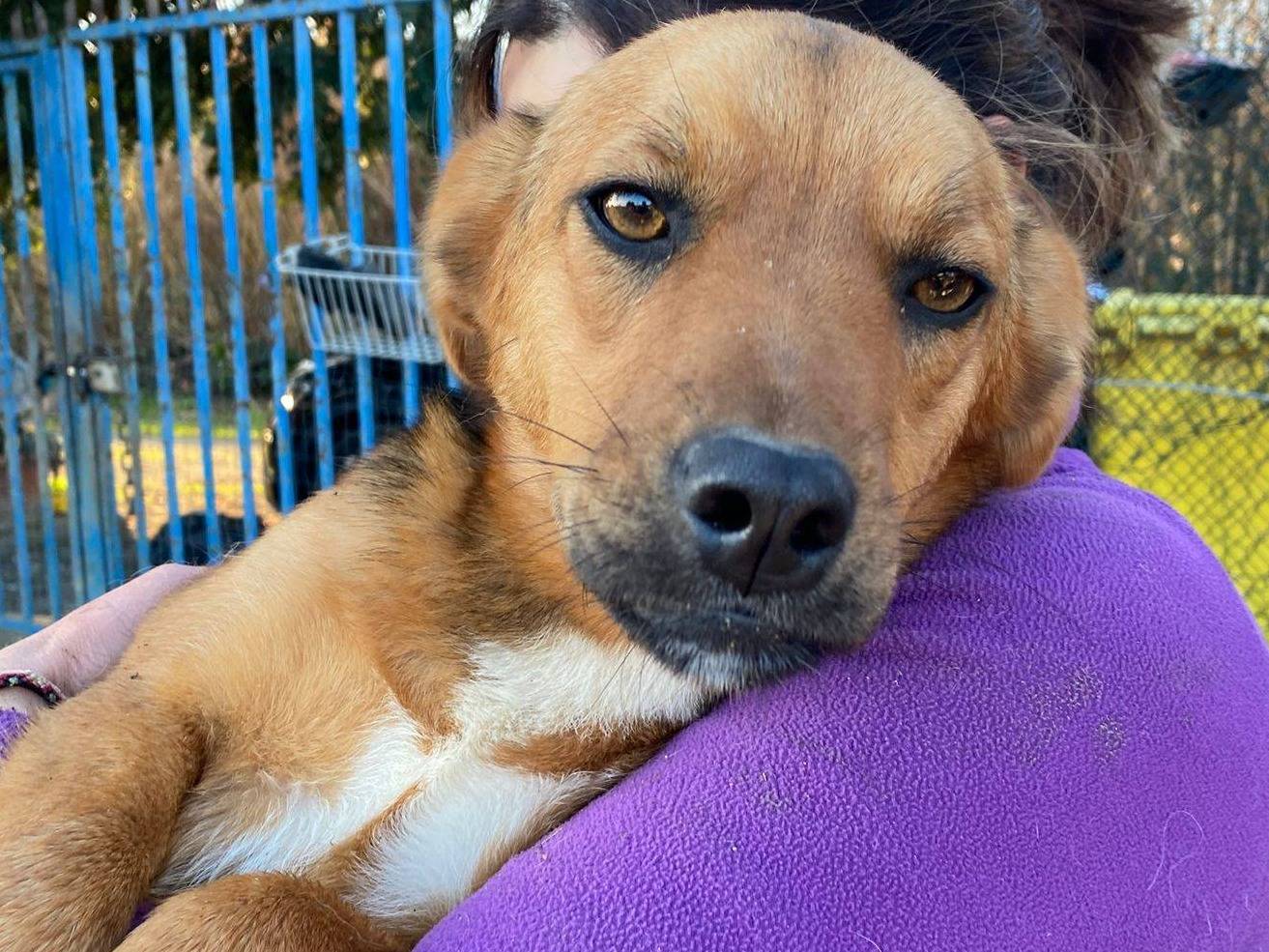 Adotta un cane, taglia media contenuta, femmina, Chieti