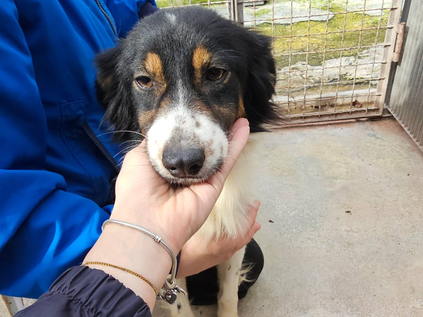 Adozione cane, femmina, Razza sconosciuta Razza sconosciuta, 1 anno, taglia media contenuta, Napoli