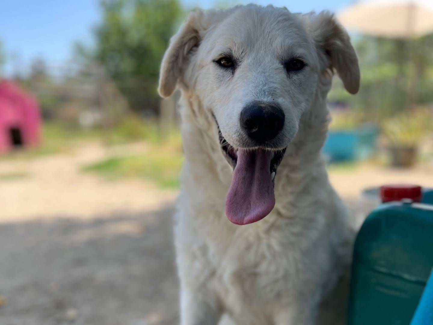 Adotta un cane, taglia media, femmina, Chieti