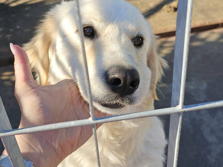 Adotta un cane, maschio, 2 anni, Napoli