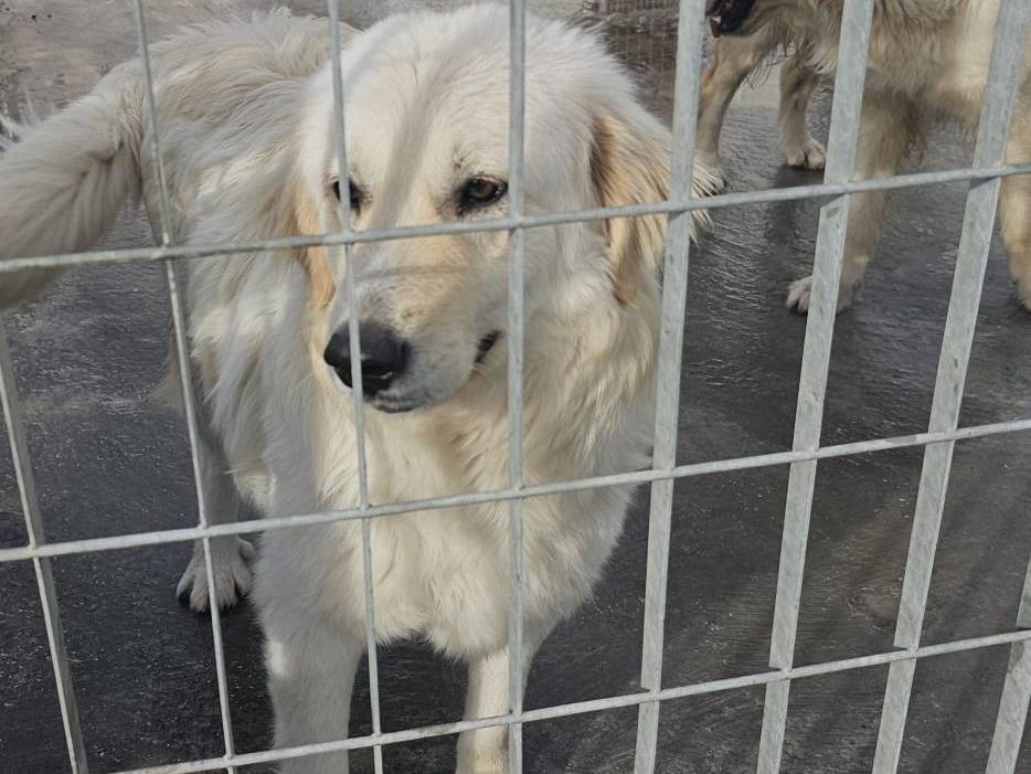 Vuoi adottare un cane a Napoli?