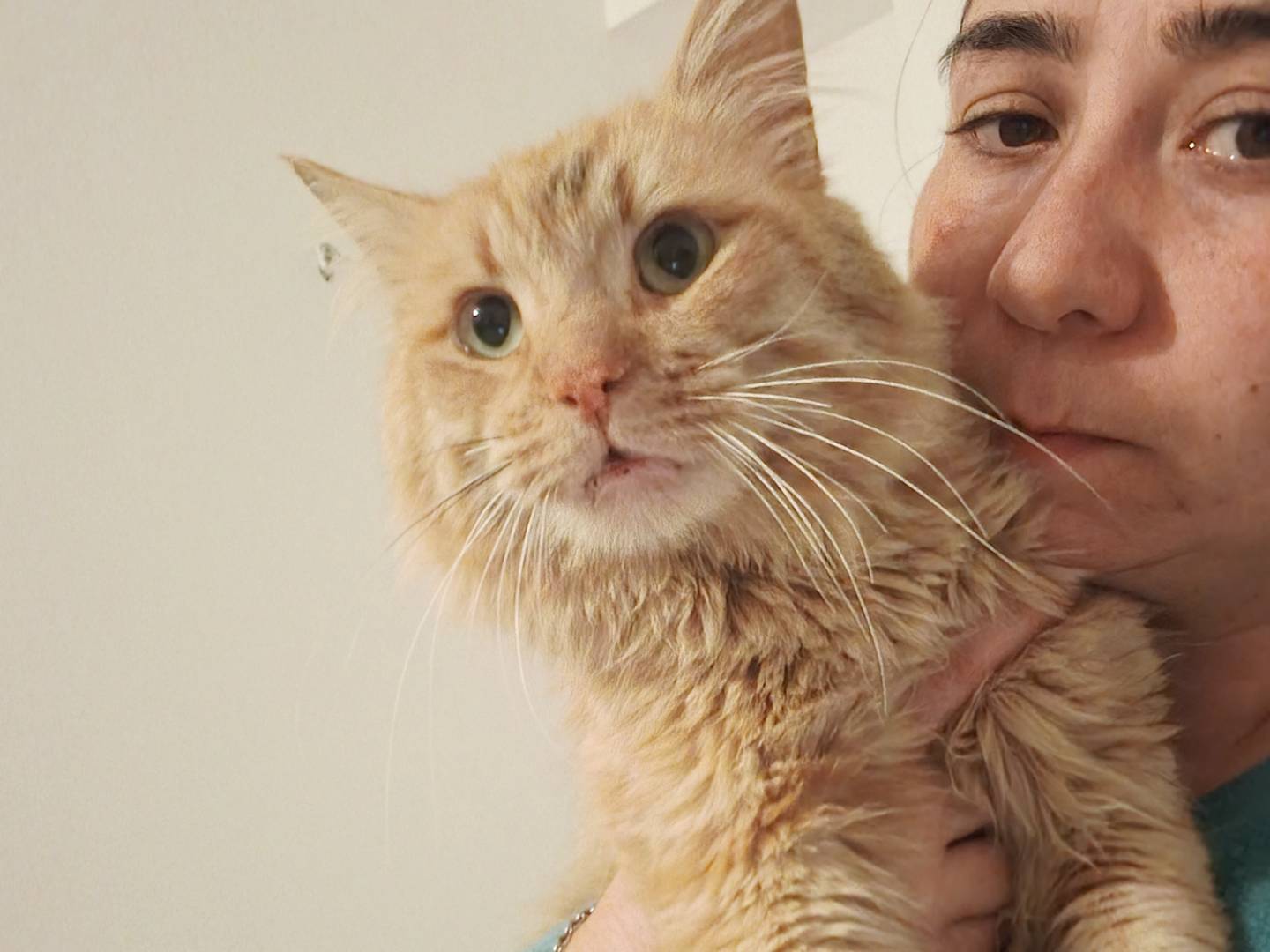 Adozione gatto, maschio, Razza sconosciuta Razza sconosciuta, 10 mesi, taglia non valida, Barletta