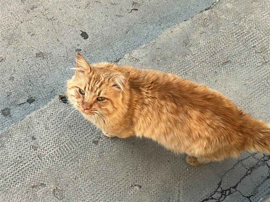 Adotta un gatto, maschio, 10 mesi, Barletta