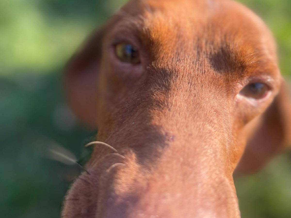 Adozione cane, maschio, Razza sconosciuta Razza sconosciuta, 1 anno e 1 mese, taglia media contenuta, Frosinone