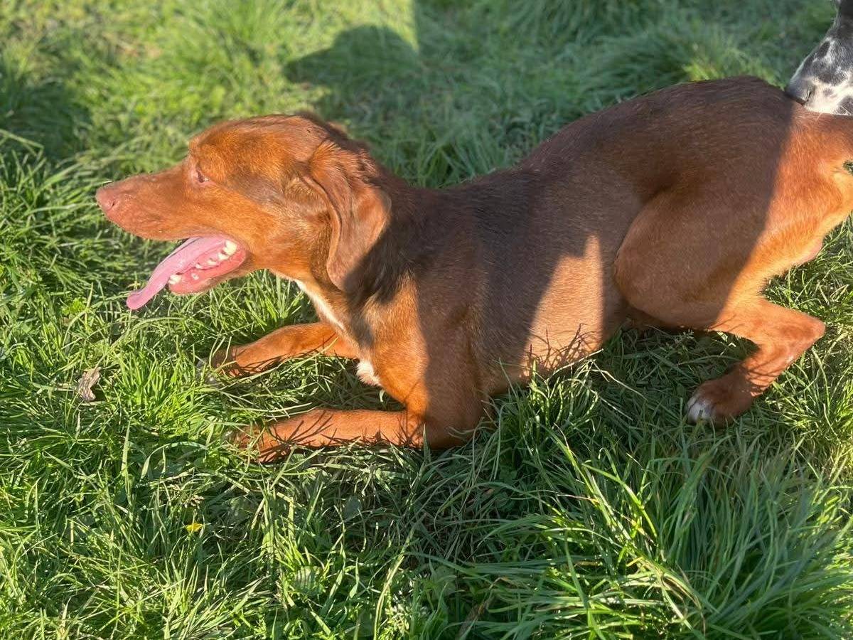 Vuoi adottare un cane a Frosinone?