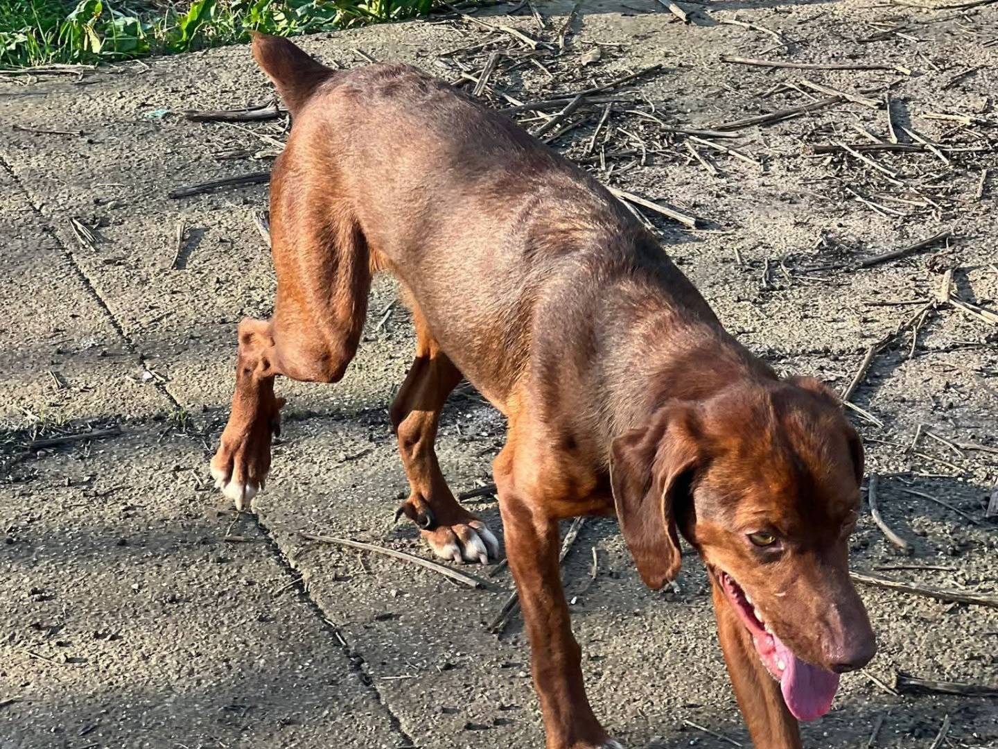 Adotta il cane Gogò  a Frosinone