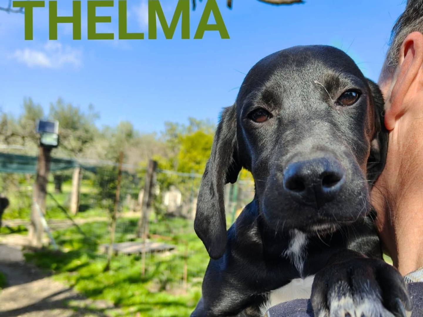 Adozione cane, femmina, Razza sconosciuta Razza sconosciuta, 3 mesi, taglia piccola, Chieti