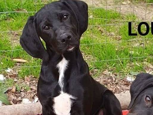 Adotta un cane, femmina, 3 mesi, Chieti