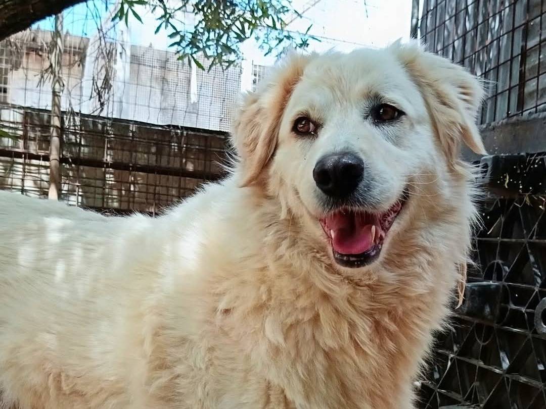 Adozione cane, femmina, Pastore maremmano Razza sconosciuta, 5 anni, taglia grande, Bari