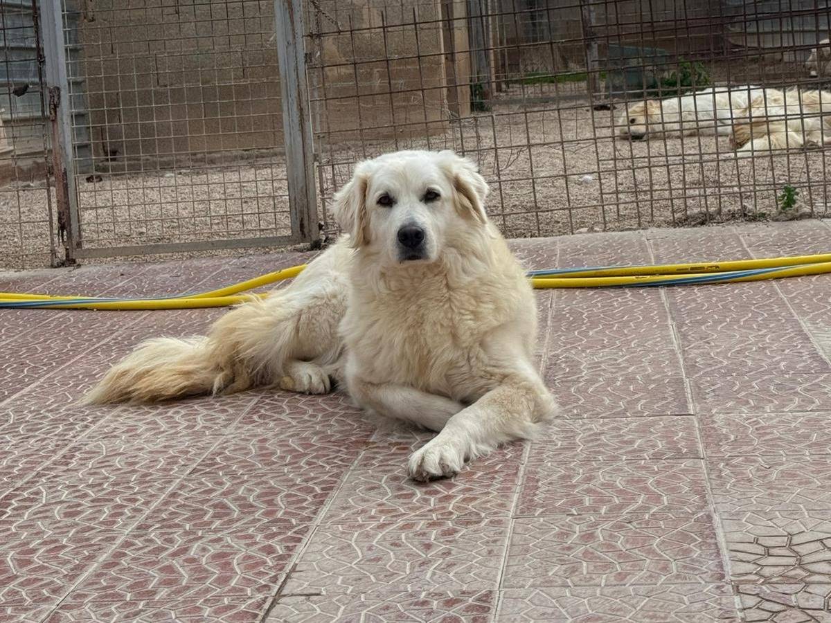 Adotta un cane, femmina, 5 anni, Bari