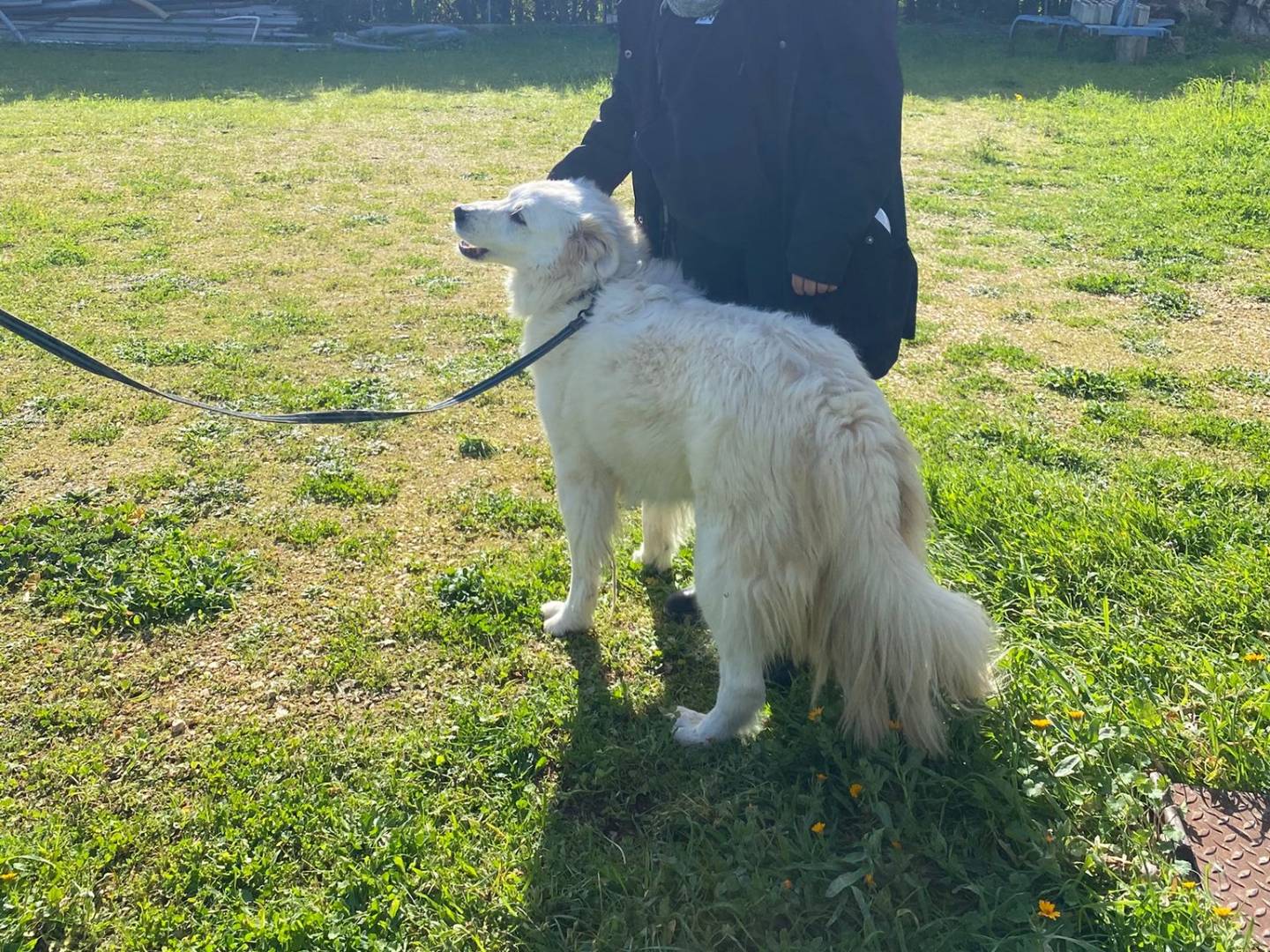 Adotta un cane, taglia grande, femmina, Bari