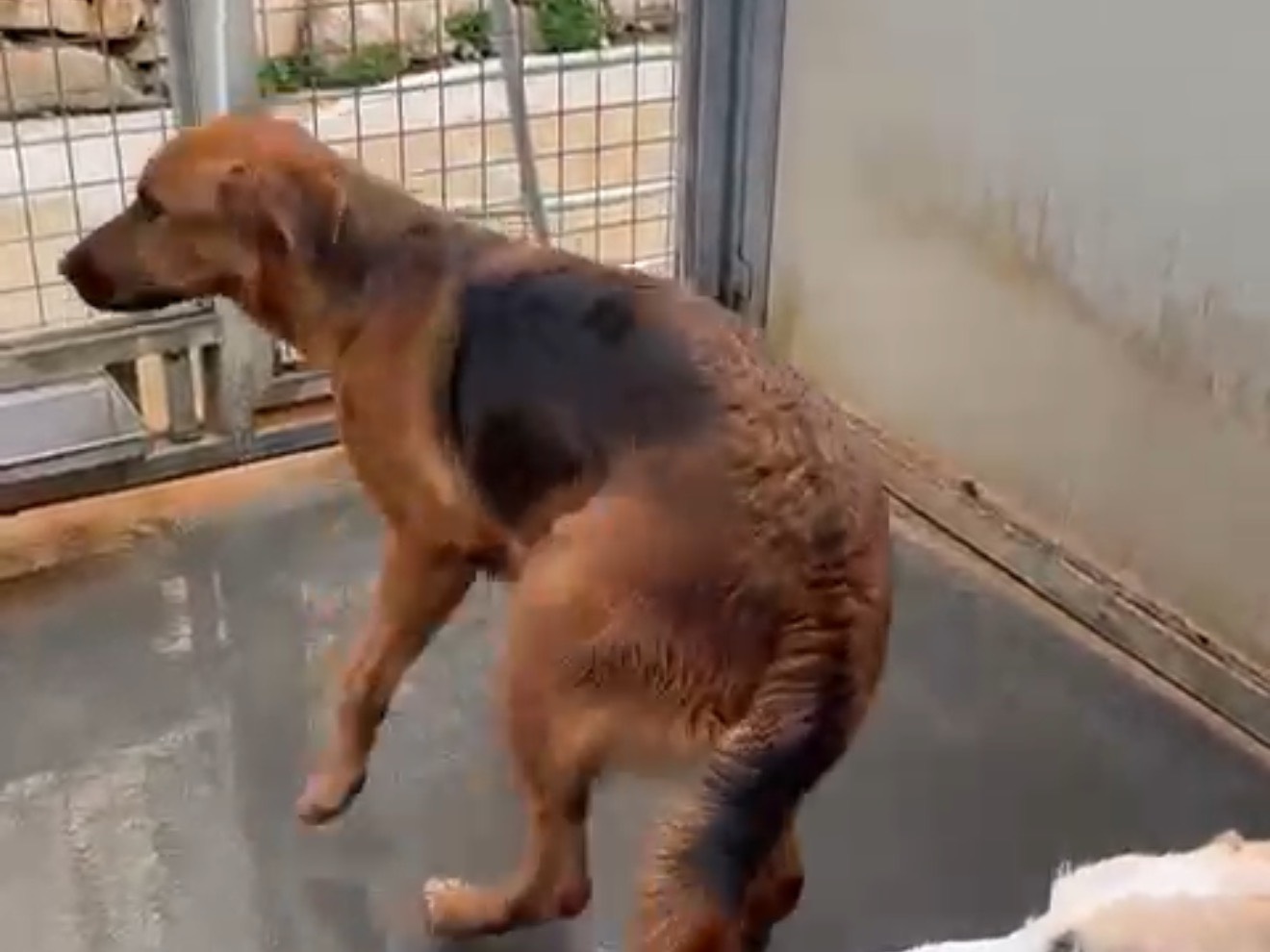 Adotta un cane, taglia media, femmina, Latina