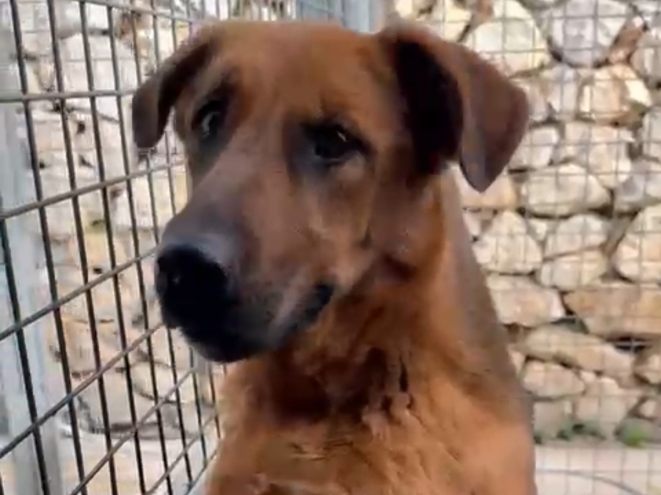 Adotta il cane Prima a Latina