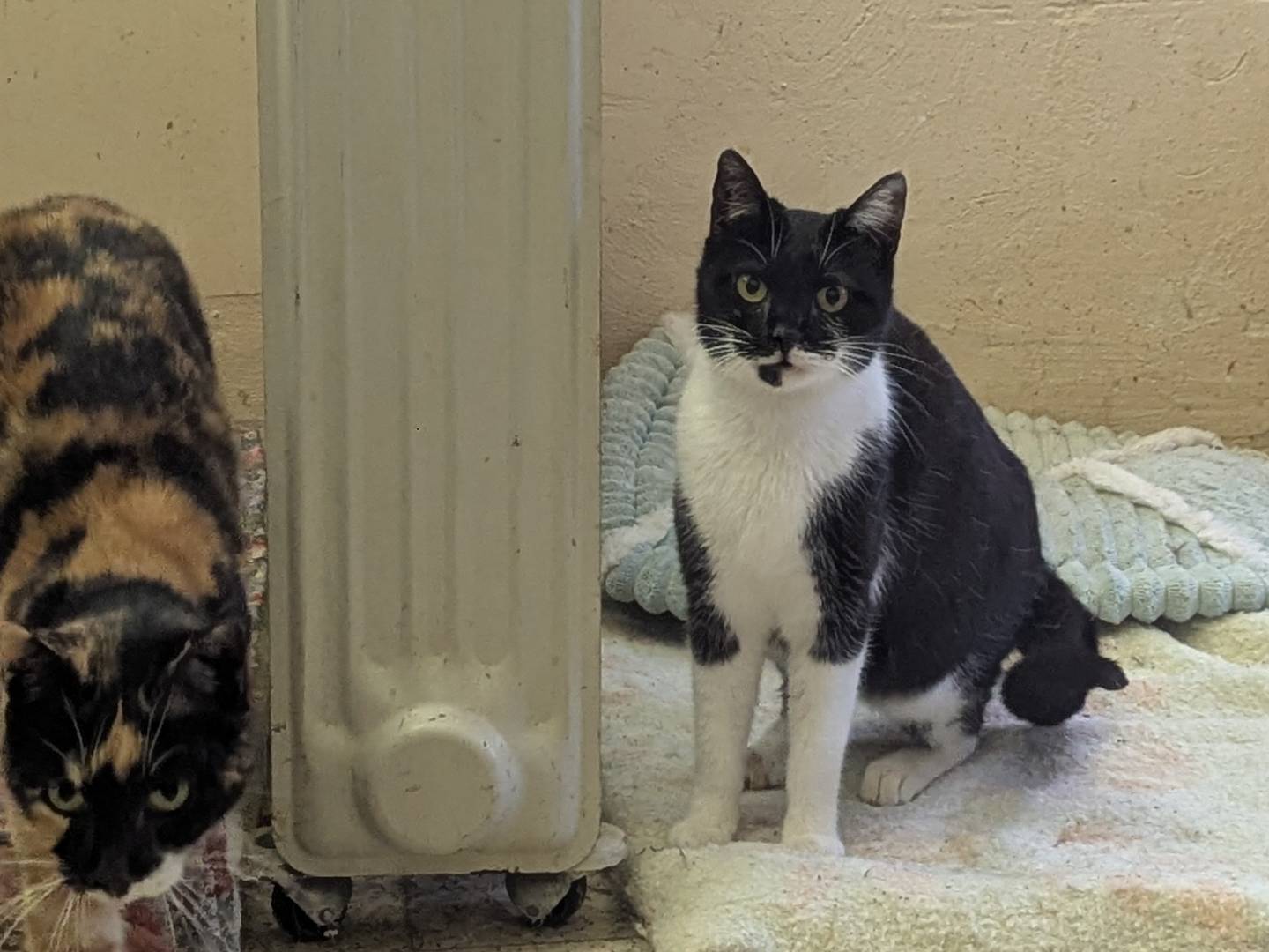 Vuoi adottare un gatto a Teramo?