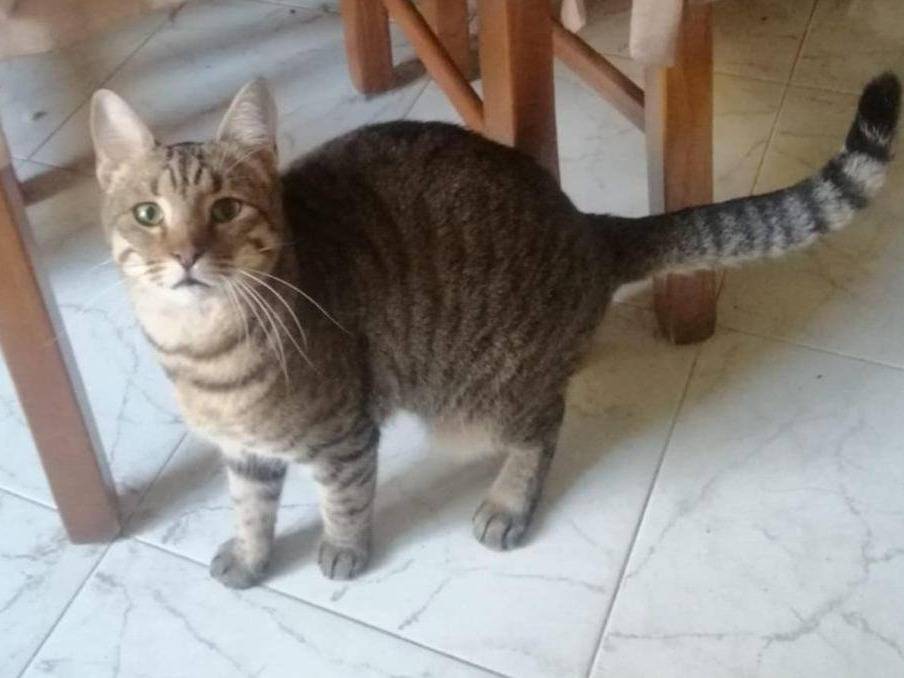 Adozione gatto, femmina, Razza sconosciuta Razza sconosciuta, 3 anni e 1 mese, taglia non valida, Napoli