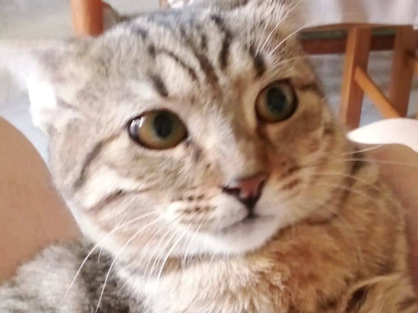 Adotta un gatto, taglia non valida, femmina, Napoli