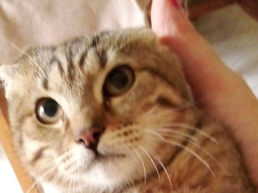 Vuoi adottare un gatto a Napoli?