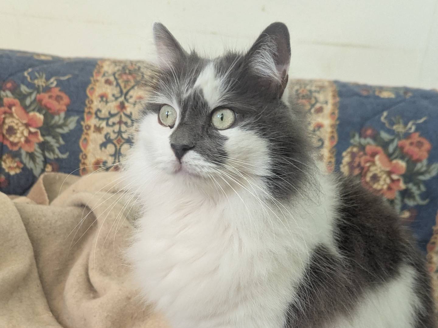 Adozione gatto, maschio, Razza sconosciuta Razza sconosciuta, 5 anni e 9 mesi, taglia non valida, Teramo