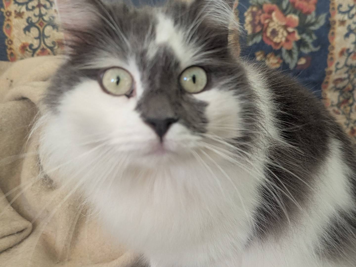 Adotta un gatto, maschio, 5 anni e 9 mesi, Teramo