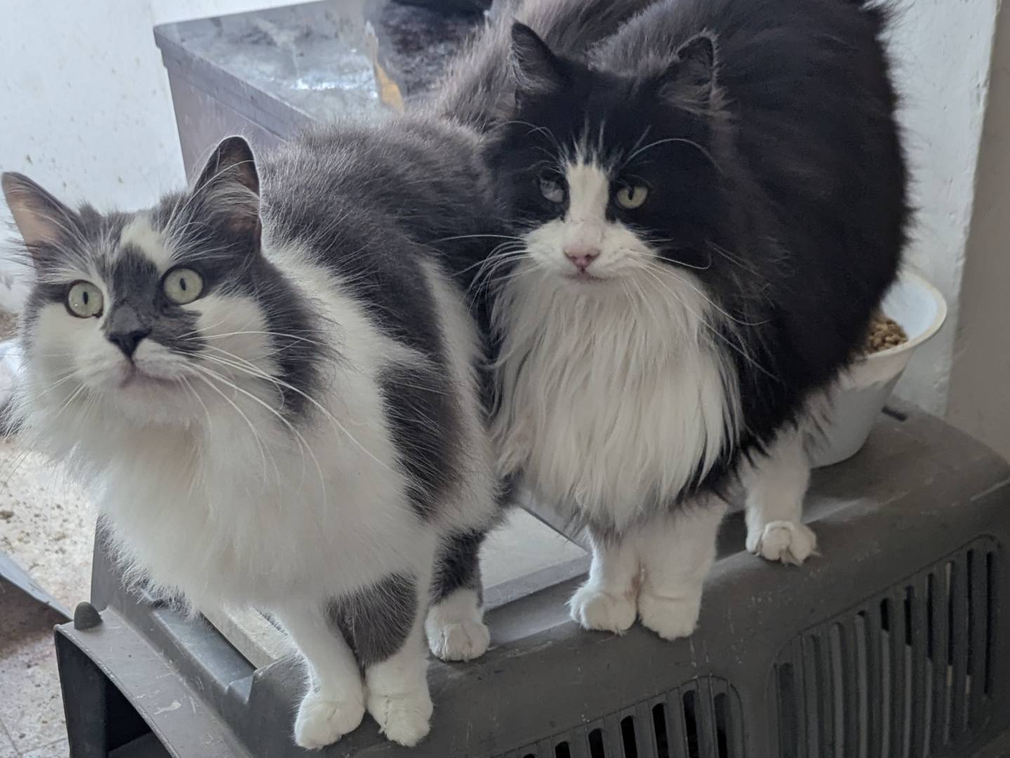 Adotta un gatto, taglia non valida, maschio, Teramo